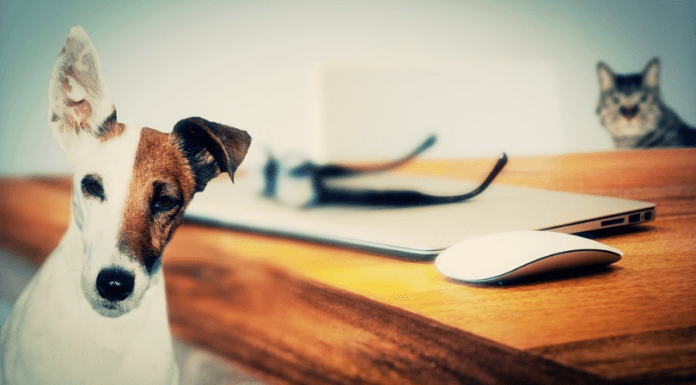 Feng Shui e seu animalzinho de estimação