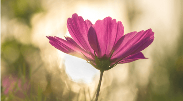 Como a cor púrpura pode te ajudar a trazer mais sucesso, amor e riqueza