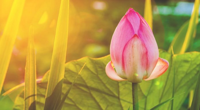 O que Feng Shui? E por que você deveria se importar com isso?!