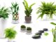 Plantas ideais de acordo com o Feng Shui