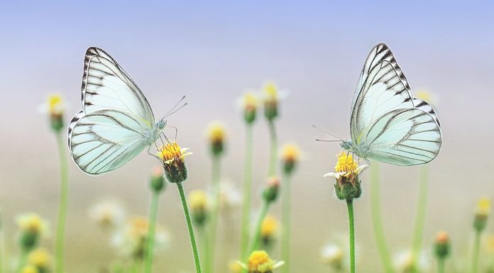 Usando o Feng Shui para atrair boas vibrações e energias para seu lar